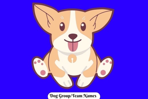 Dog Group Names